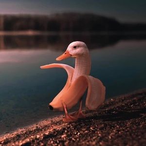 Meet your Posher, Rui